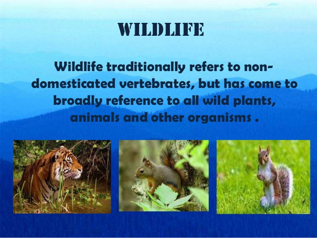 Wildlife Ppt Presentation Free Download